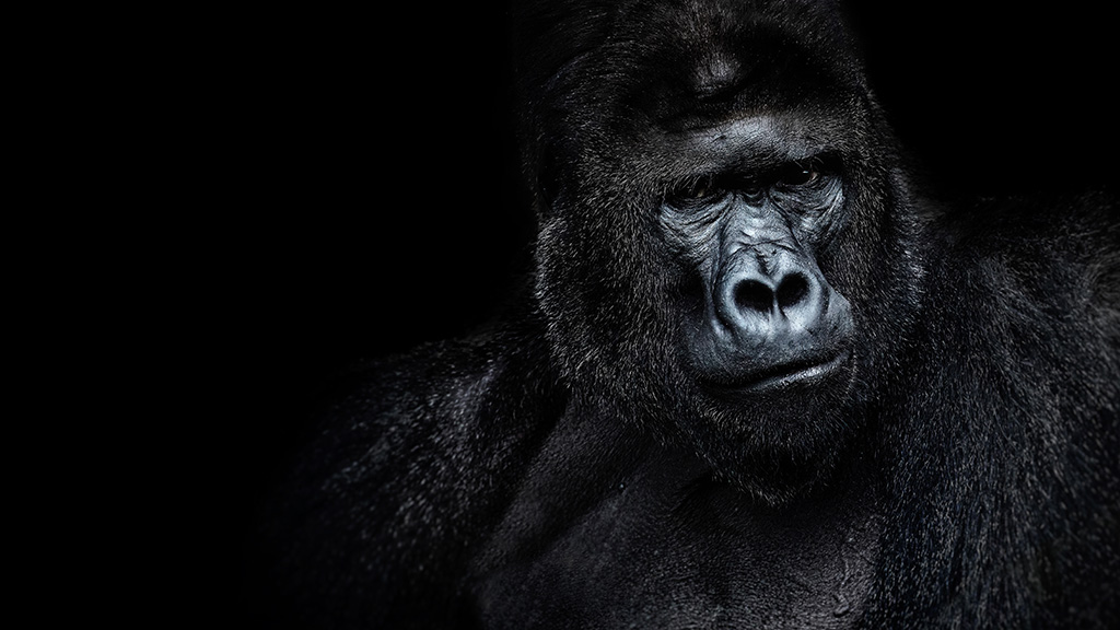 Alpha Monkey plan